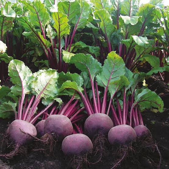 Beetroot