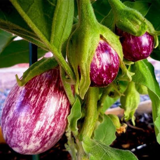 Brinjal