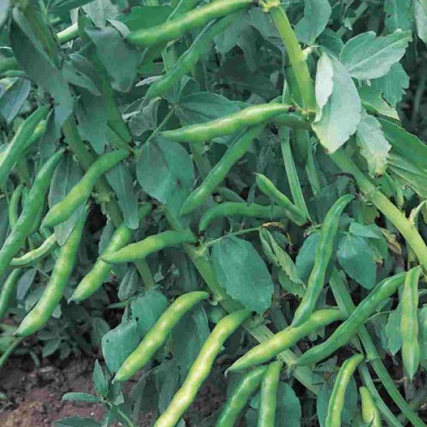 Broad Beans