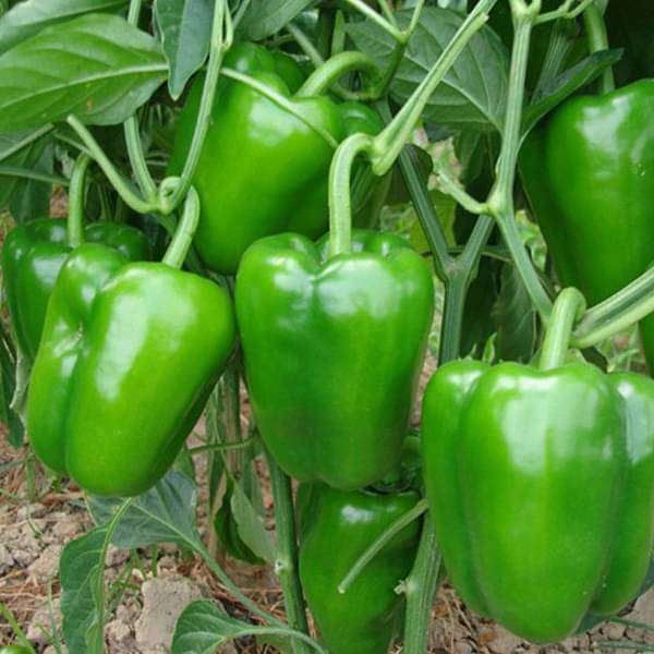 Bell Peppers