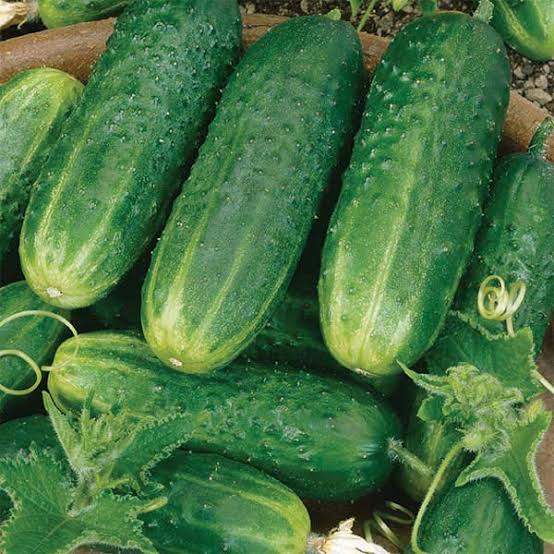Cucumber