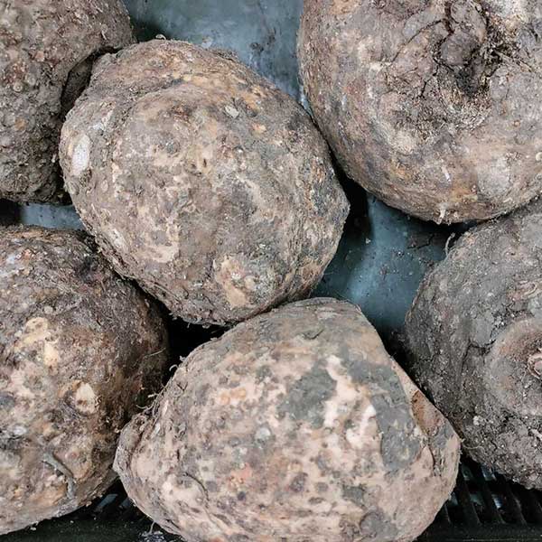 Elephant Foot Yam