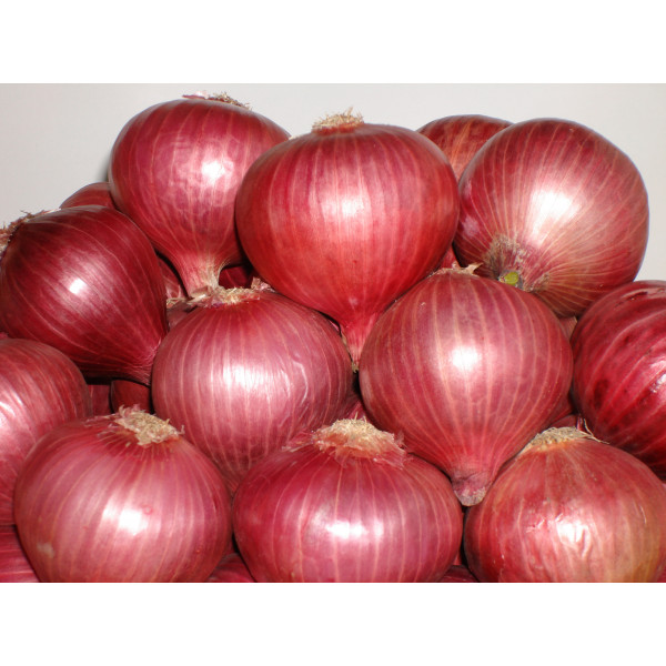 Onion