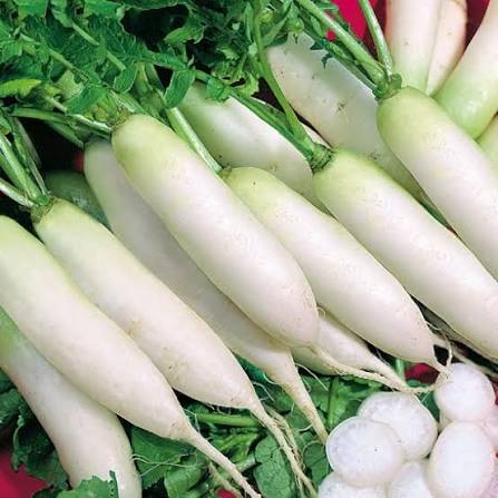 Radish