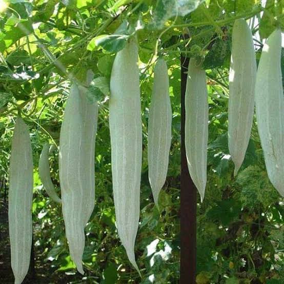 Snake Gourd